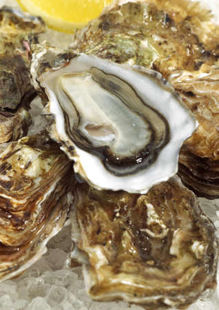 French Oyster Called Marennes d'Oleron, ostrea edulis, Seafoods on Ice
