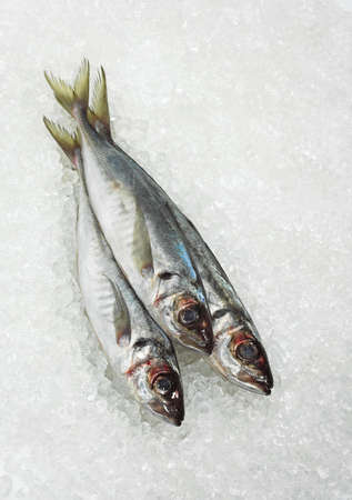 Fresh Horse Mackerel, trachurus trachurus on Iceの写真素材