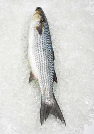MULLET chelon labrosus ON ICE