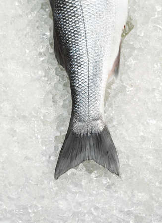 FRESH BASS ON ICEの写真素材