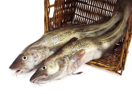 FRESH COD gadus morhua IN A BASKETの写真素材