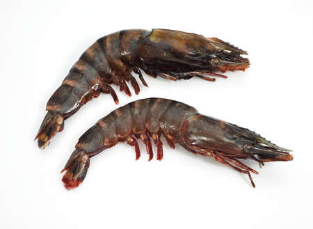 FRESH MEDITERRANEAN PRAWS OR GAMBAS AGAINST WHITE BACKGROUNDの写真素材