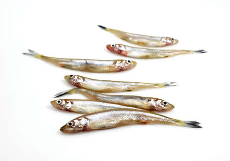 FRESH SMELTS osmerus eperlanus AGAINST WHITE BACKGROUNDの写真素材