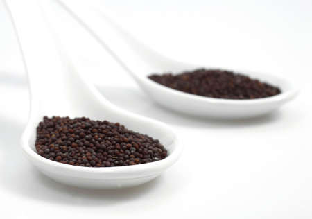 BLACK MUSTARD SEEDS sinapis nigraの写真素材