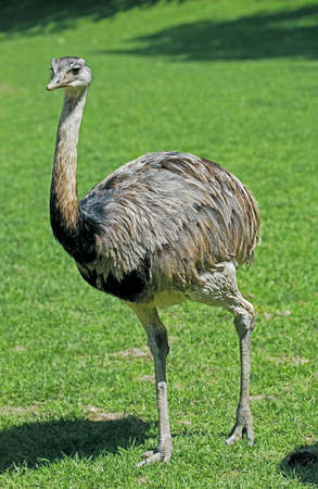 American Rhea, rhea americana, Adult standing on Grassの写真素材