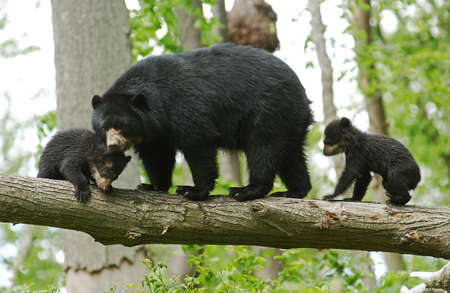Spectacled Bear, tremarctos ornatus, Female with Cub