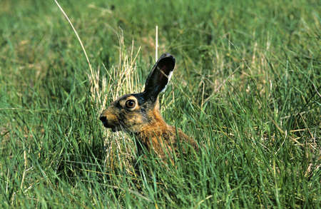 European Brown Hare, lepus europaeus, Adult standing in Long Grass, France