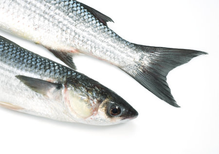 MULLET chelon labrosus AGAINST WHITE BACKGROUNDの写真素材