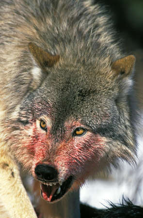 North American Grey Wolf, canis lupus occidentalis, Bloody Portrait of Adult Snarling, on a Kill,...