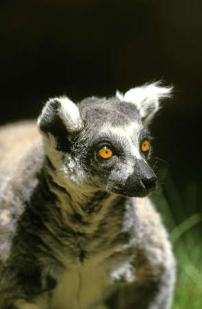 Ring Tailed Lemur, lemur catta, Portrait of Adult