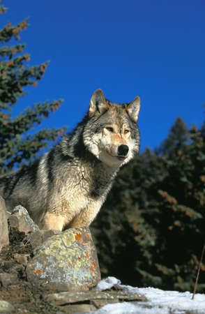 North American Grey Wolf, canis lupus occidentalis, Adult standing on Rocks, Canada