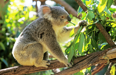Koala, phascolarctos cinereus, Adult eating Eucalyptus Leavesの写真素材