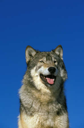 North American Grey Wof, canis lupus occidentalis, Portrait of Adult