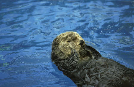 Sea Otter, enhydra lutris, Adult Grooming at Surfaceの写真素材