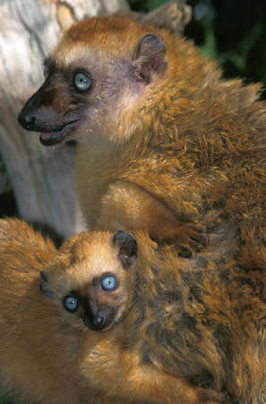 Black Lemur, eulemur macaco, Female with Young