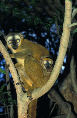 Brown Lemur, eulemur fulvus, Mother with Baby
