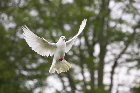 White Fantail Pigeon, Adult in Flight, Normandy
