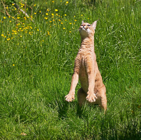 Caracal, caracal caracal, Adult hunting Bird, standing on Hind Legs