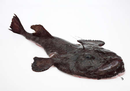 Monkfish, lophius piscatorius, Fresh Fish against White Backgroundの写真素材