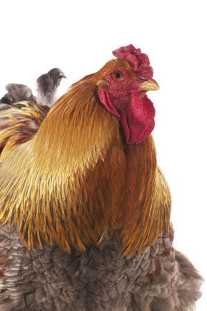 Brahma Domestic Chicken, an Indian Breed, Cockerel against White Backgroundの写真素材