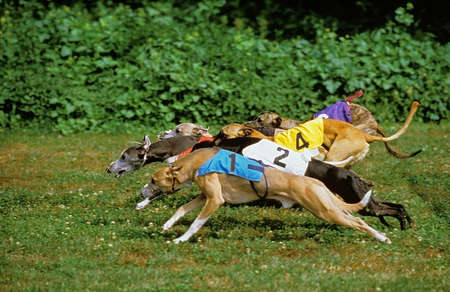 Domestic Dog, Greyhound Racingの写真素材