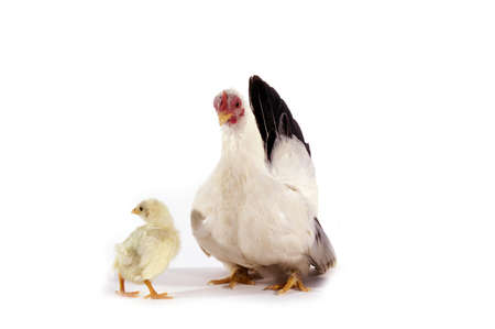 Nagasaki Domestic Chicken, Hen with Chick against White Background