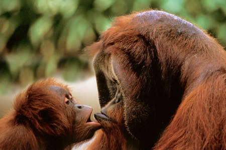 Orang Utan, pongo pygmaeus, Funny Attitudeの写真素材