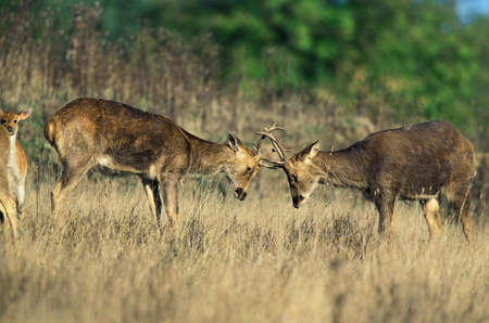 Barashingha Deer or Swamp Deer, cervus duvauceli, Males fightingの写真素材
