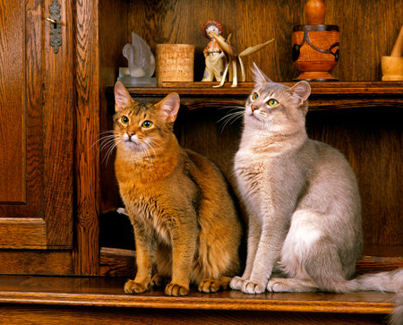 SOMALI CAT AND BLUE SOMALI DOMESTIC CAT, ADULTS SITTING ON SIDEBOARDの写真素材