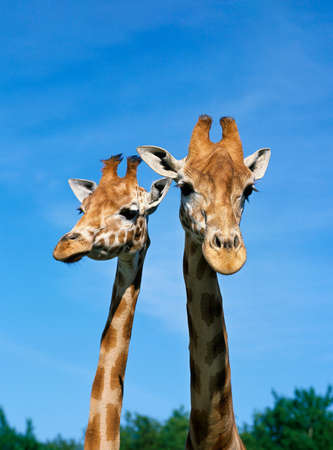 Rothschild's Giraffe, giraffa camelopardalis rothschildi, Portrait of Adultsの写真素材