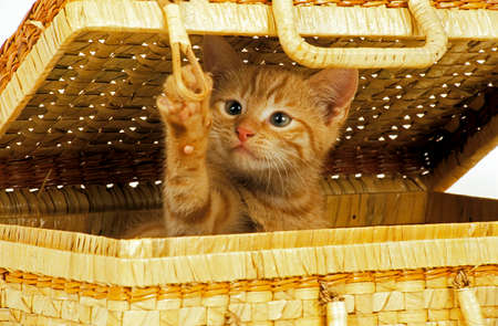 Red Tabby Domestic Cat, Kitten playing in Basketの写真素材