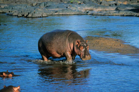 Hippopotamus, hippopotamus amphibius, Adult in Mara River, Masai Mara Park in Kenyaの写真素材