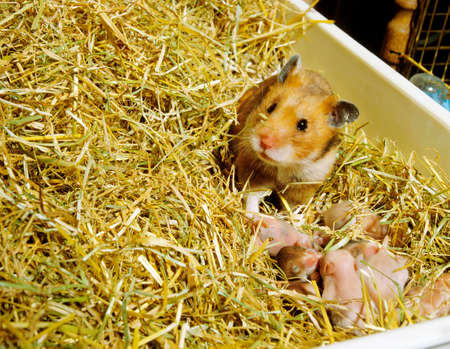 Golden Hamster, mesocricetus auratus, Female with Youngsの写真素材