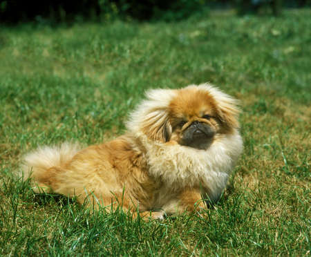 Pekinese Dog laying on Grassの写真素材