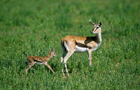 Thomson's Gazelle, gazella thomsoni, Mother with Newborn Young, Masai Mara Park in Kenya