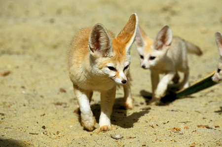 Fennec or Desert Fox, fennecus zerda, Mother with Cub
