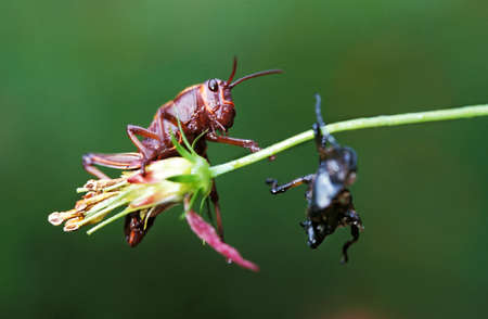 Grasshopper standing on Flower, Costa Ricaの写真素材