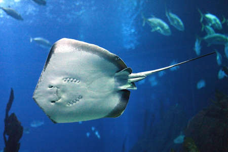 RAY, UNDERSIDE VIEWの写真素材