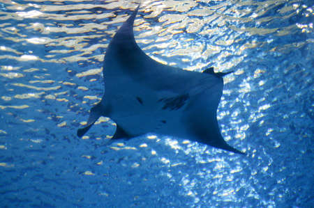 Manta Ray, manta alfredi, Adult, Underwater View