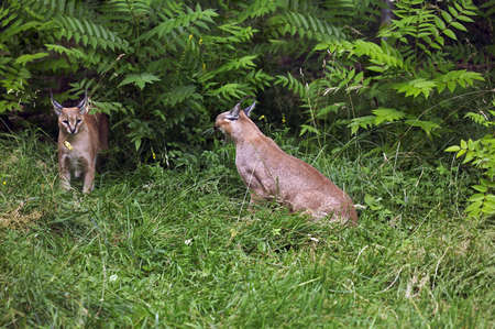Caracal, caracal caracal, Adults standing on Grass