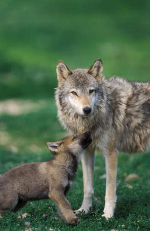 European Wolf, canis lupus, Mother with Pupの写真素材