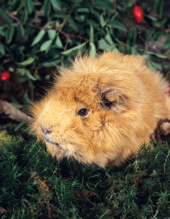 Guinea Pig, cavia porcellus, Adultの写真素材