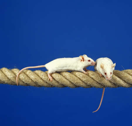 WHITE MOUSE mus musculus, PAIR STANDING ON ROPEの写真素材