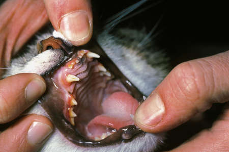 VET WITH A CAT BEFORE A DENTAL SCALING