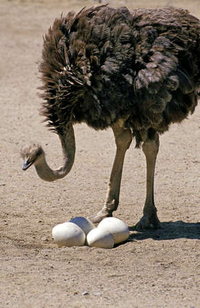 OSTRICH struthio camelus, FEMALE LOOKING AFTER EGGS