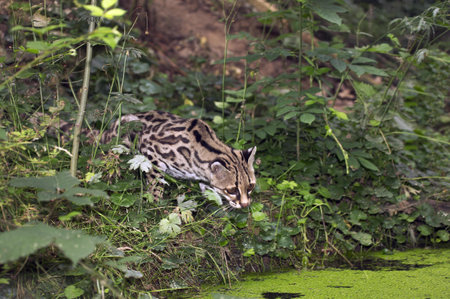 Margay Cat, leopardus wiedi, Adult hunting