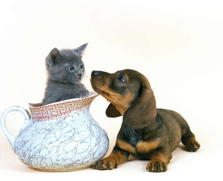 SMOOTH-HAIRED DACHSHUND PUP WITH CHARTREUX KITTEN