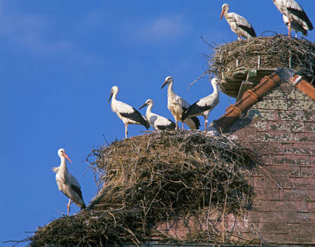 White Stork, ciconia ciconia, Adults standing on Nest, Alsace in Franceの写真素材