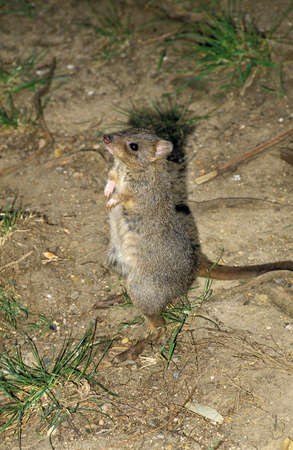 BRUSH TAILED BETTONG bettongia penicillata, ADULT STANDING ON HIND LEGS, AUSTRALIA