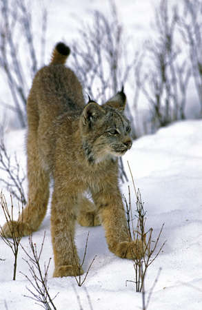 Canadian Lynx, lynx canadensis, Adult standing in Snowの写真素材